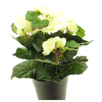 Artificial begonia HETIAN, cream, 10"/25cm Artificial begonia HETIAN, cream, 10"/25cm