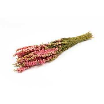 Dried bunch of delphiniums AITHANA, pink-cream, 28"/70cm, Ø7"/18cm
