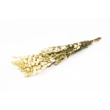 Dried bouquet of delphiniums AITHANA, cream, 28"/70cm, Ø7"/18cm