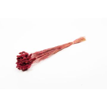 Dried canary grass BRAGILA in a bunch, burgundy red, 20"-30"/50-75cm, Ø4.7"/12cm
