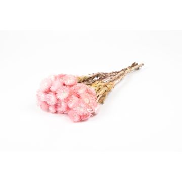 Dried Italian strawflower bouquet BIBIANA, pale pink, 12"-16"/30-40cm, Ø6"/15cm