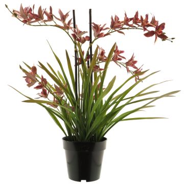Artificial Cymbidum orchid XINGUI, dark red, 28"/70cm Artificial Cymbidum orchid XINGUI, dark red, 28"/70cm