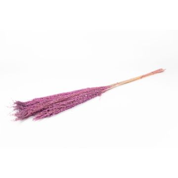 Dried reed bunch DONJETA, purple, 4ft/115-120cm, Ø6"/15cm