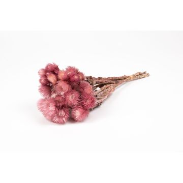 Dried Italian strawflower bouquet BIBIANA, pink, 12"-16"/30-40cm, Ø6"/15cm