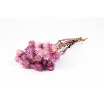 Dried Italian strawflower bouquet BIBIANA, light purple, 12"-16"/30-40cm, Ø6"/15cm