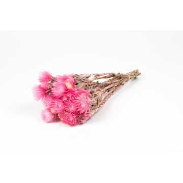 Dried Italian strawflower bouquet BIBIANA, light pink, 12"-16"/30-40cm, Ø6"/15cm