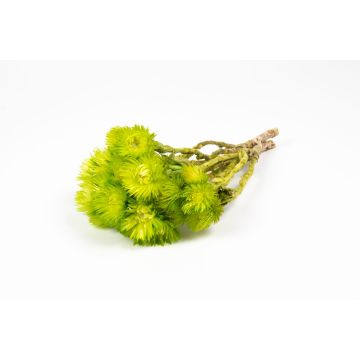 Dried Italian strawflower bouquet BIBIANA, apple green, 12"-16"/30-40cm, Ø6"/15cm