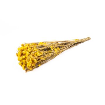 Dried sea lavender BRINJA, bouquet, yellow, 20"-26"/50-65cm, Ø7"/18cm