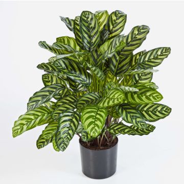 Artificial Calathea BADU, large, green-yellow, 31"/80cm