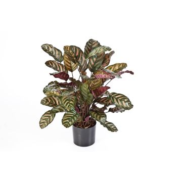 Fake Calathea BIJAN, small, green-red, 31"/80cm