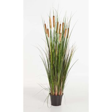 Silk reed grass AISAKE with spadices, green-yellow-brown, 4ft/120cm