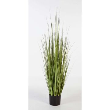 Silk sedge grass SABURO, green, 4ft/120cm