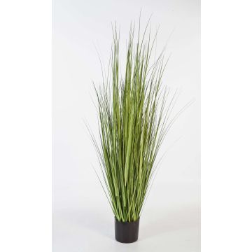 Silk sedge grass SABURO, green, 5ft/150cm