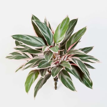 Artificial Cordyline THAIS, on spike, green-light pink, 20"/50cm Artificial Cordyline THAIS, on spike, green-light pink, 20"/50cm