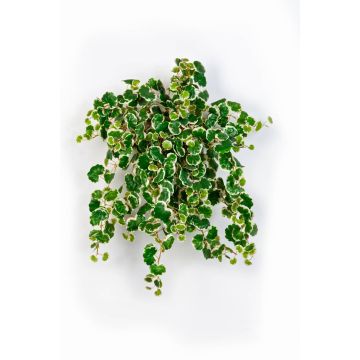 Fake Creeping fig AKUMA, on spike, green-white, 20"/50cm