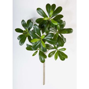 Artificial Pittosporum spray MASON, green, 16"/40cm