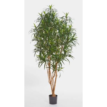 Fake Dracaena Anita KAYLIN, natural stems, green, 5ft/150cm Fake Dracaena Anita KAYLIN, natural stems, green, 5ft/150cm