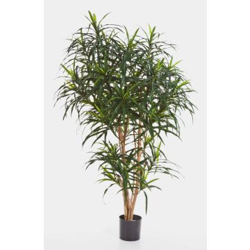 Artificial Dracaena Reflexa Anita KATARA, real stems, green, 4ft/120cm Artificial Dracaena Reflexa Anita KATARA, real stems, green, 4ft/120cm