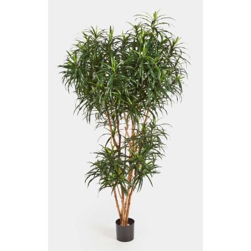 Artificial Dracaena Reflexa Anita KATARA, real stems, green, 6ft/180cm Artificial Dracaena Reflexa Anita KATARA, real stems, green, 6ft/180cm