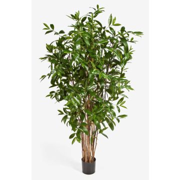 Plastic Dracaena Surculosa SIMBA, natural stems, green, 6ft/180cm Plastic Dracaena Surculosa SIMBA, natural stems, green, 6ft/180cm