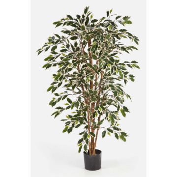 Artificial Ficus tree AVELLINO, real stems, green-white, 4ft/120cm Artificial Ficus tree AVELLINO, real stems, green-white, 4ft/120cm