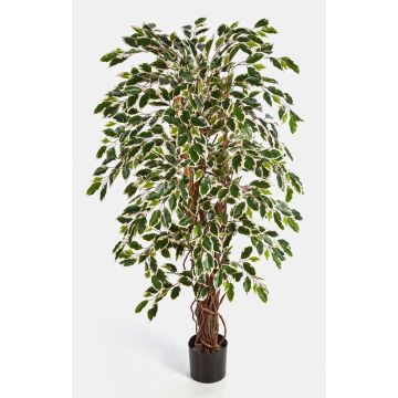 Artificial Ficus tree JARLAN, real stems, green-white, 5ft/150cm Artificial Ficus tree JARLAN, real stems, green-white, 5ft/150cm