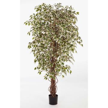 Artificial Ficus tree DAKU, natural stems, green-white, 3ft/90cm