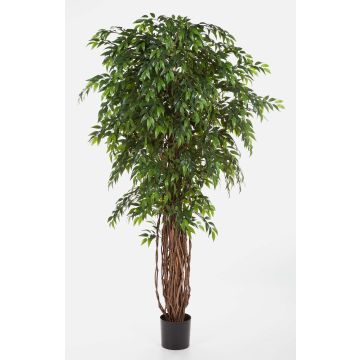 Fake Ficus tree ALIRIO, natural stems, green, 6ft/180cm