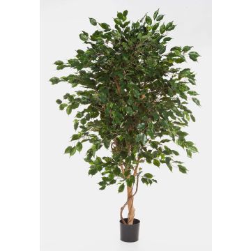 Fake Ficus tree DAMINO, real stems, green, 6ft/180cm