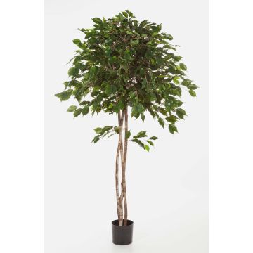 Artificial Ficus tree KURO, natural stems, green, 5ft/150cm