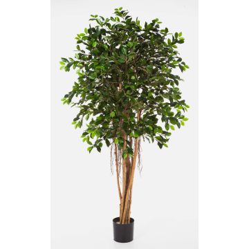 Silk Ficus AURIOL, real stems, green, 5ft/150cm