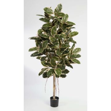Artificial Rubber tree DEVI, natural stem, green-white, 6ft/180cm Artificial Rubber tree DEVI, natural stem, green-white, 6ft/180cm