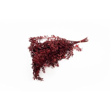 Dried ruscus branches AGNIATA, burgundy red, 28"-30"/70-75cm, Ø7"/17cm