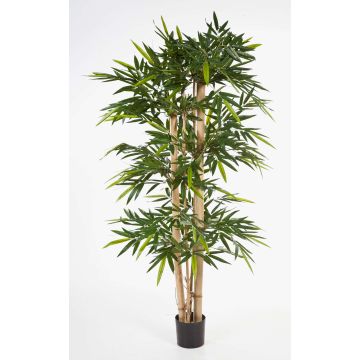 Fake Bamboo plant KISHO, real bamboo canes, green, 5ft/150cm Fake Bamboo plant KISHO, real bamboo canes, green, 5ft/150cm
