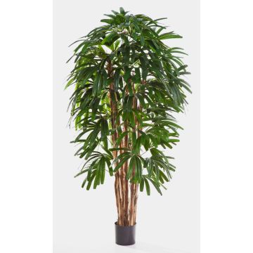 Artificial Broadleaf lady palm NATHANIEL, 7ft/210cm Artificial Broadleaf lady palm NATHANIEL, 7ft/210cm