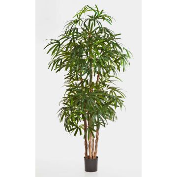Fake Broadleaf lady palm NARA, 7ft/200cm Fake Broadleaf lady palm NARA, 7ft/200cm