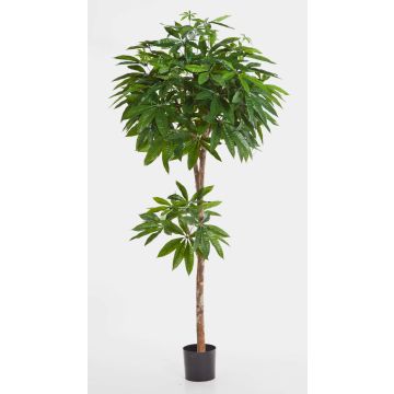 Artificial Pachira EURELYO, real stem, 5ft/150cm Artificial Pachira EURELYO, real stem, 5ft/150cm