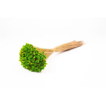 Dried bouquet of Mediterranean strawflowers AKALITI, apple green, 16"-22"/40-55cm, Ø4.3"/11cm