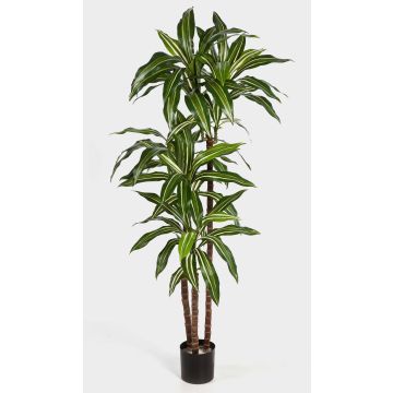 Artificial Dracaena Fragrans LAURA, real stems, green-white, 4ft/120cm Artificial Dracaena Fragrans LAURA, real stems, green-white, 4ft/120cm