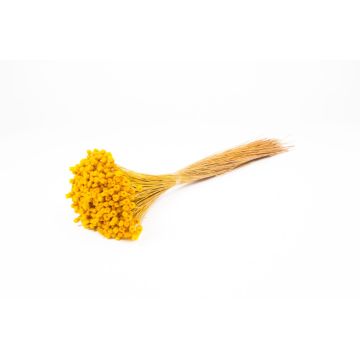 Dried bouquet of Mediterranean strawflowers AKALITI, yellow, 16"-22"/40-55cm, Ø4.3"/11cm