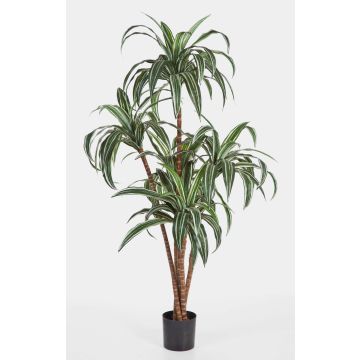 Artificial Dragon tree JALA, real stems, green-white, 4ft/120cm Artificial Dragon tree JALA, real stems, green-white, 4ft/120cm