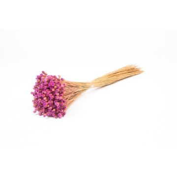 Dried bouquet of Mediterranean strawflowers AKALITI, purple-yellow, 16"-22"/40-55cm, Ø4.3"/11cm