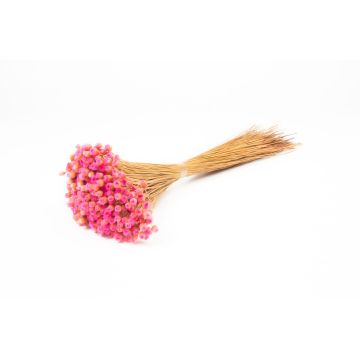 Dried bouquet of Mediterranean strawflowers AKALITI, pink, 16"-22"/40-55cm, Ø4.3"/11cm