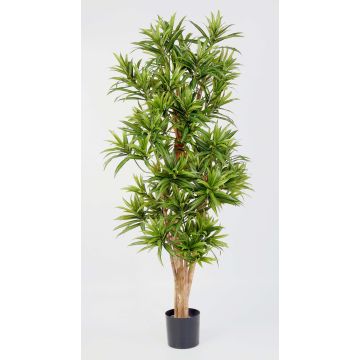 Artificial Dracaena Reflexa YASU, real stems, green, 5ft/150cm Artificial Dracaena Reflexa YASU, real stems, green, 5ft/150cm