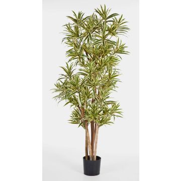 Artificial Dracaena Reflexa YASU, real stems, green-yellow, 5ft/150cm Artificial Dracaena Reflexa YASU, real stems, green-yellow, 5ft/150cm