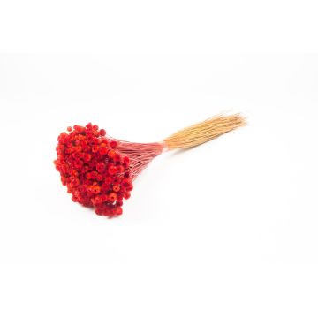 Dried bouquet of Mediterranean strawflowers AKALITI, red, 16"-22"/40-55cm, Ø4.3"/11cm