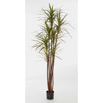 Fake Dracaena Magenta IMANI, real stems, green, 5ft/150cm Fake Dracaena Magenta IMANI, real stems, green, 5ft/150cm