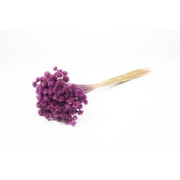 Dried bouquet AVISSA, Brazilian hill flower, violet, 18"-24"/45-60cm, Ø5.1"/13cm