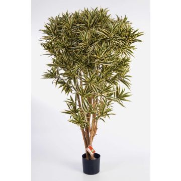 Artificial Dracaena Reflexa Jamaica AMELIA, real stems, green-yellow, 5ft/145cm Artificial Dracaena Reflexa Jamaica AMELIA, real stems, green-yellow, 5ft/145cm