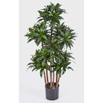 Artificial Dracaena Fragrans Compact DOMINGO, real stems, green, 4ft/120cm Artificial Dracaena Fragrans Compact DOMINGO, real stems, green, 4ft/120cm